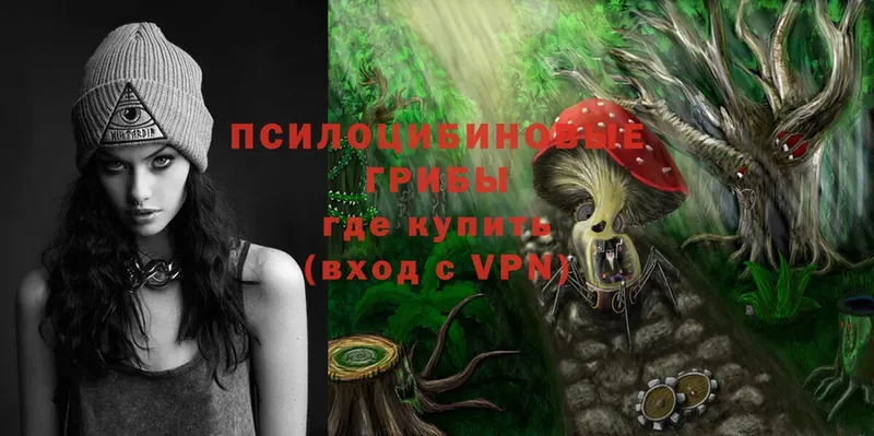 Псилоцибиновые грибы Psilocybe  Карачаевск 